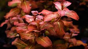 Image result for Ludwigia