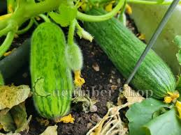 Image result for Cucumis melo