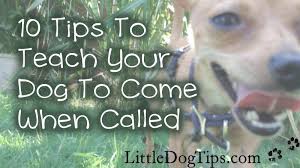 Check spelling or type a new query. Near Perfect Recall 10 Tips To Teach Your Dog To Come When Called Little Dog Tips