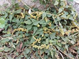 Image result for Amaranthus deflexus