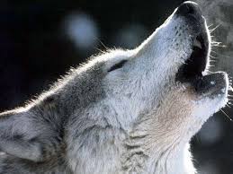 Check spelling or type a new query. Wolf Symbolism Meaning Totem Spirit Omens World Birds