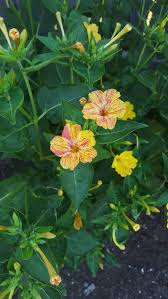 Four o clock flowers kaleidoscope. Kaleidoscope Four O Clocks Seeds Have Been In Family For 30 Years Imgur