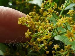 Image result for Rubia cordifolia