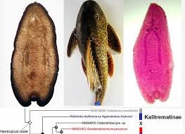 Image result for Amphiasma