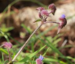 Image result for Cyanotis sp. aff. C. lapidosa