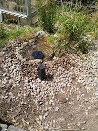 griechische landschildkroten testudo hermanni in falkensee reptilien terraristik kaufen un schildkrotengehege griechische landschildkrote landschildkroten