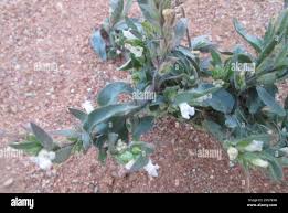 Image result for Asystasia mysorensis