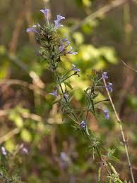 Image result for Dyschoriste hildebrandtii