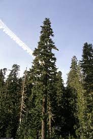 Daily crane rentals cost $200 to $500 plus another $50 to $100 for the operator depending on size and type. Pin On Trees