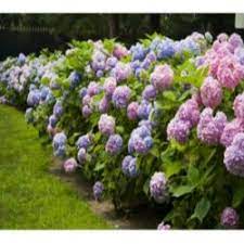 Pin By Beverly Tolbert On Great Hedges Growing Hydrangeas Endless Summer Hydrangea Summer Hydrangeas