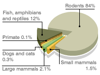 bbc news health the animals used in uk laboratories