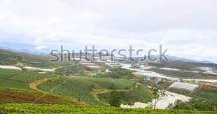 Dalat 26 October 2017 Field Of Green Tea Hill Cau Dat Green Tea Hill Dalat Stock Photos Vietnam Travel