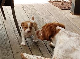 We have liver/white s, orange/white s …. Wind Mountain Kennel Puppies