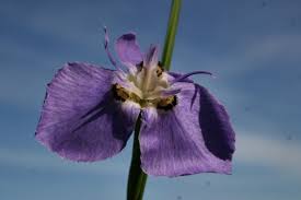 Image result for Moraea elliotii