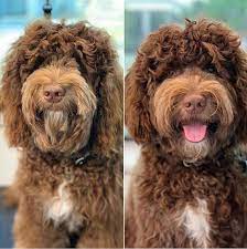 Shop coffee machine cleaner online now with australia's premier coffee retailer. The Ultimate Labradoodle Haircut Guide Labradoodles Dogs