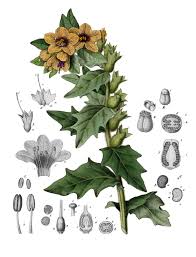 Pin On 19th Century Botanical Prints