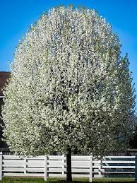 I have a 'cleveland' pear tree that's 3 or 4 years old. Cleveland Pear Tree Guide The Tree Center