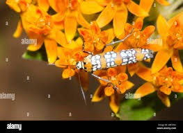 Image result for Asclepias aurea