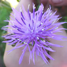 Image result for Stoebe