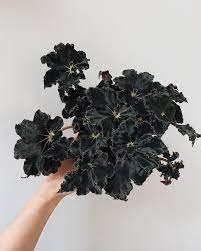 Anna On Instagram Begonia Black Mamba Begoniablackmamba Begonia Begoniabrigade Blackplants Blackfoliage Begonia House Plants Black Mamba