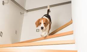 Article by carrie nenonen, st. How To Make Wooden Stairs Less Slippery 8 Effective Ways
