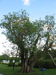 They bear sweet fruits in white, pink, or black color. White Mulberry Tree Canada