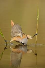 Birds That Don T Fly Well Grass Don T Fail Me Now Birds