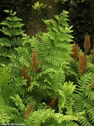 Image result for Osmunda regalis