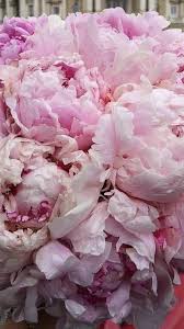Pin On Wholesale Flowers