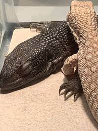 Melanistic Savannah Monitor - Lizards - Morphmarket Reptile Community Savannah Monitor Monitor Lizard Melanistic