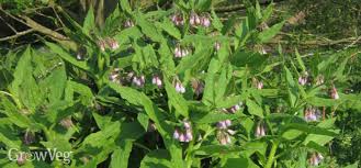 We did not find results for: Grow Your Own Fertilizer Using Comfrey
