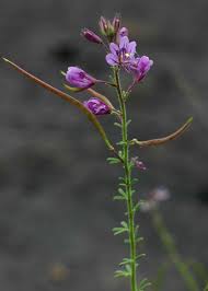 Image result for Cleome hirta