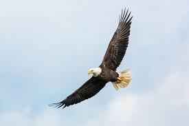 Birds Of Prey Box Office Tracking Animal Bird Eagle And Bald Eagle Hd Photo By Mathew Schwartz Cadop On Unsplash Eagle Pictures Spirit Animal My Spirit Animal