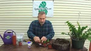 My own plant that i grow was started from cuttings that a friend sent me. How To Propagate A Ric Rac Cactus Youtube