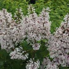 Image result for Vitex patula