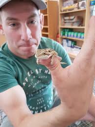 Baby Bearded Dragons are so tame and beautiful! We tame them and still only  charge £39.99!
