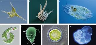 Ppt - The Microbial World Powerpoint Presentation, Free Download -  Id:5627013