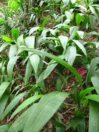 Image result for Molineria