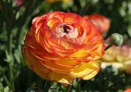 My Favorite Ranunculus Flowers Persian Buttercup Ranunculus Asiaticus