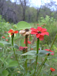Image result for Zinnia peruviana
