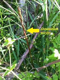 How to Plant and Grow Wild Asparagus - Dengarden