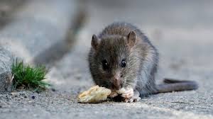 An emerging infectious disease causing acute renal failure. Hantavirus In China After Coronavirus Havoc Man Dies Of Rat Caused Disease All You Need To