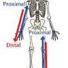 Anatomical position diagram blank, learn more about anatomical position diagram blank. 1