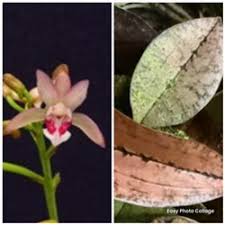 Image result for Oeceoclades