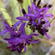 Image result for Helichrysum harveyanum