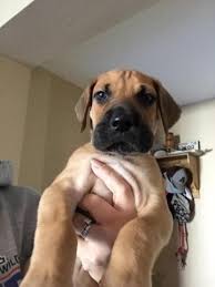 Buy and sell almost anything on gumtree classifieds. Akc Great Danes For Sale In Tucson Arizona Classified Americanlisted Com