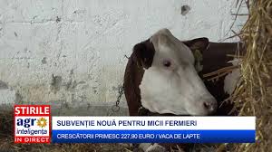 Apia continuă plățile către fermieri. SubvenÈ›ie NouÄƒ Pentru Micii CrescÄƒtori De Vaci De Lapte Youtube
