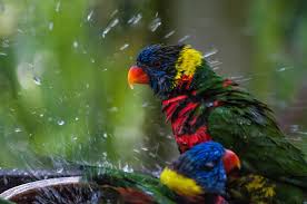 While it might seem like holding back formula will encourage the baby bird to start trying solid food, this can actually make weaning harder. How To Give Your Pet Bird A Bath