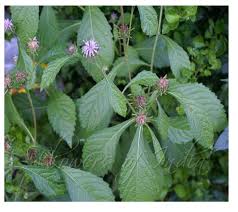 Image result for Vernonia anthelmintica