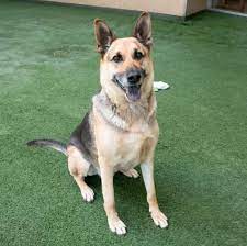 Hi I M Chase I M A 5 Year Old Neutered Upbeat Shepherd That S Looking For A Family That Will Be Patient With Me I Can B Dog Adoption Dogs Humane Society